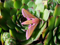 beautiful moth in the green plant