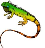 colorful dragon