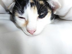 Black and white cat in bed