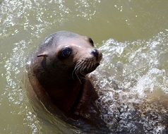 sea lion peeps out of the water