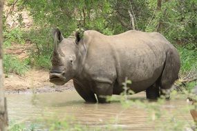 grey male Rhino in mud