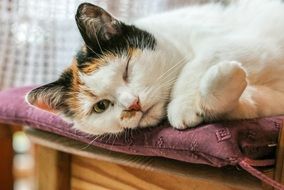 domestic cat lies relaxed on a chair