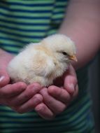 chicken chick in palms