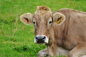 milk cow lying on the meadow in allgau