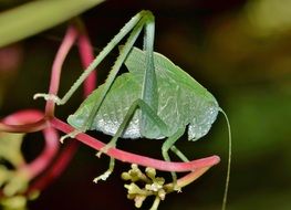 katydid nymph is a kind of insect