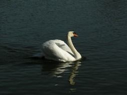 white swan on the pond in the animal world