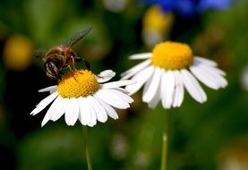 bee is sitting on a medicinal chamomile