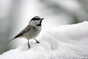 Mountain Chickadee in the snow