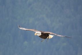 eagle flies on the water