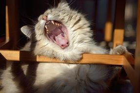 photo of the yawning cat