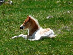 foal on green grass on a sunny day