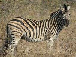 striped zebra on the background of dry grass