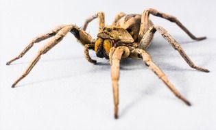 Spider close on a white background