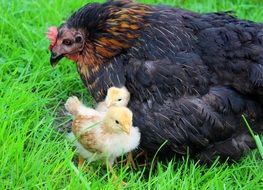 black chicken with chicks