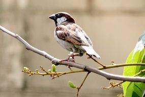 small garden sparrow