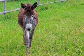 donkey with sad eyes and funny ears
