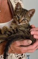 pleased young kitten in human hands