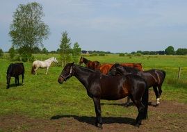 horses graze in the pasture