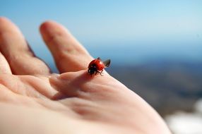 Ladybug on open Hand