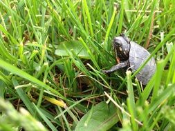 Turtle on the grass