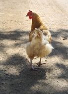 chicken walking down the street