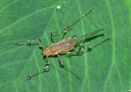 aphid on a green leaf