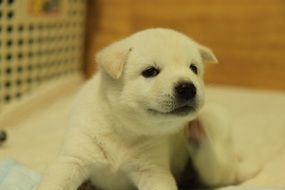 Korean Jindo puppy with white fur closeup
