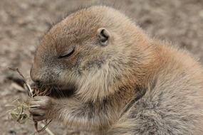 Portrait of the prairie dog