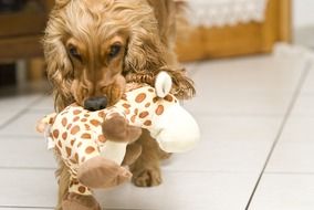 Dog with plush toy