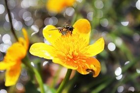 bee on the yellow flower