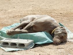 dog sleeping on a green blanket on the street