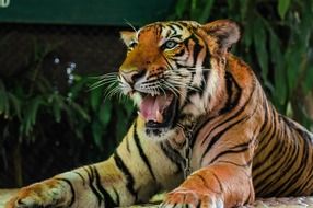 portrait of a tiger in the zoo