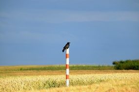 black raven on a striped pole