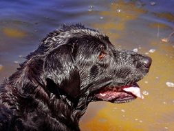 wet black labrador