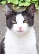 portrait of a white cat with black spots
