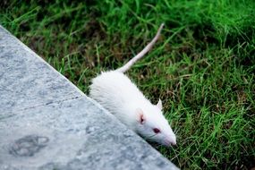 white mouse on a green meadow