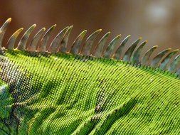 spikes on the back of a green iguana