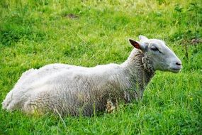 a sheep lies on green grass