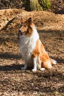 furry collie sits on the ground