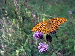 orange argynnis paphia butterfly on thistle flower