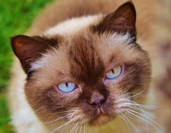 sweet cat with blue eyes