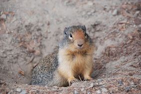 Ground Squirrel, Marmotini at hole in wild