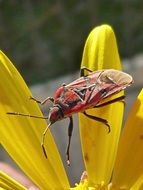 Bug Insect on yellow flower macro