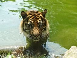 tiger in the water