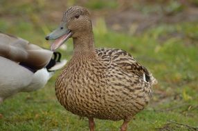 spotted brown duck in nature close up