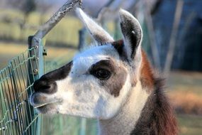 lama head looking over fence