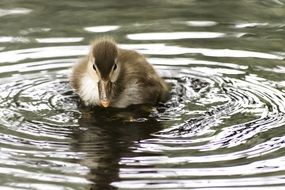 Pretty colorful baby duck on the water