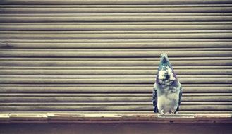 colorful Pigeon at lined background