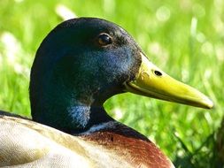 male mallard duck