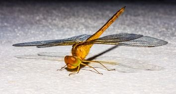 orange dragonfly on the white surface